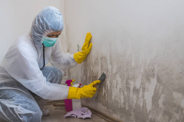 Best Comprehensive Air Testing for Mold Contaminants  in Prieville, NC