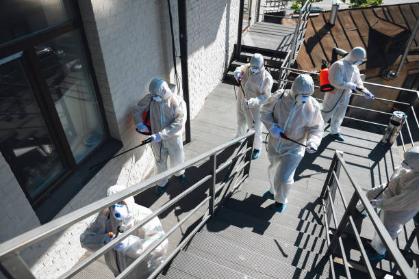 Best Basement Mold Removal  in Prieville, NC