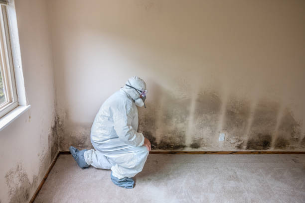 Best Dehumidification Services  in Prieville, NC