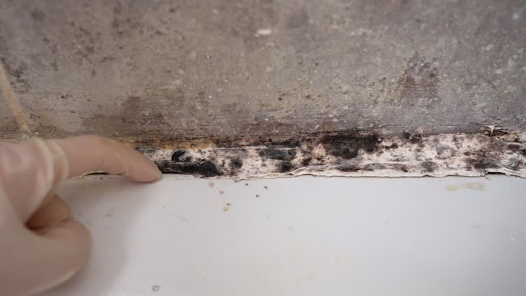 Reliable Princeville, NC Mold Removal Solutions