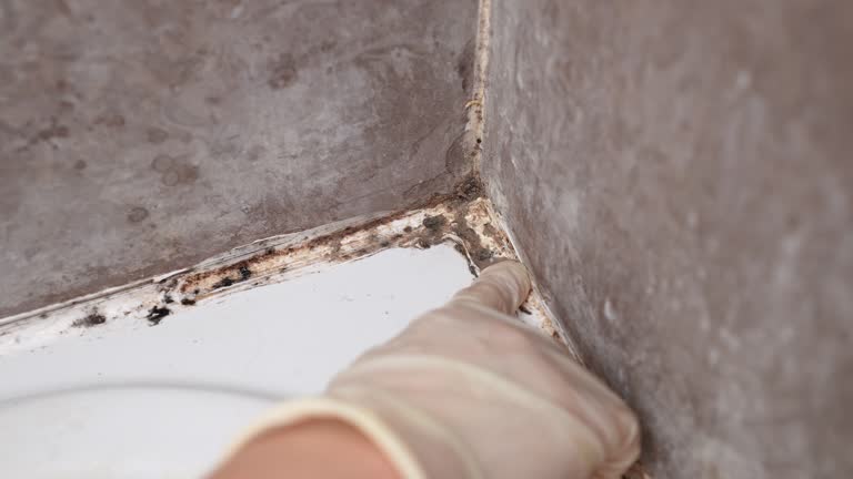 Best Industrial Mold Remediation  in Prieville, NC